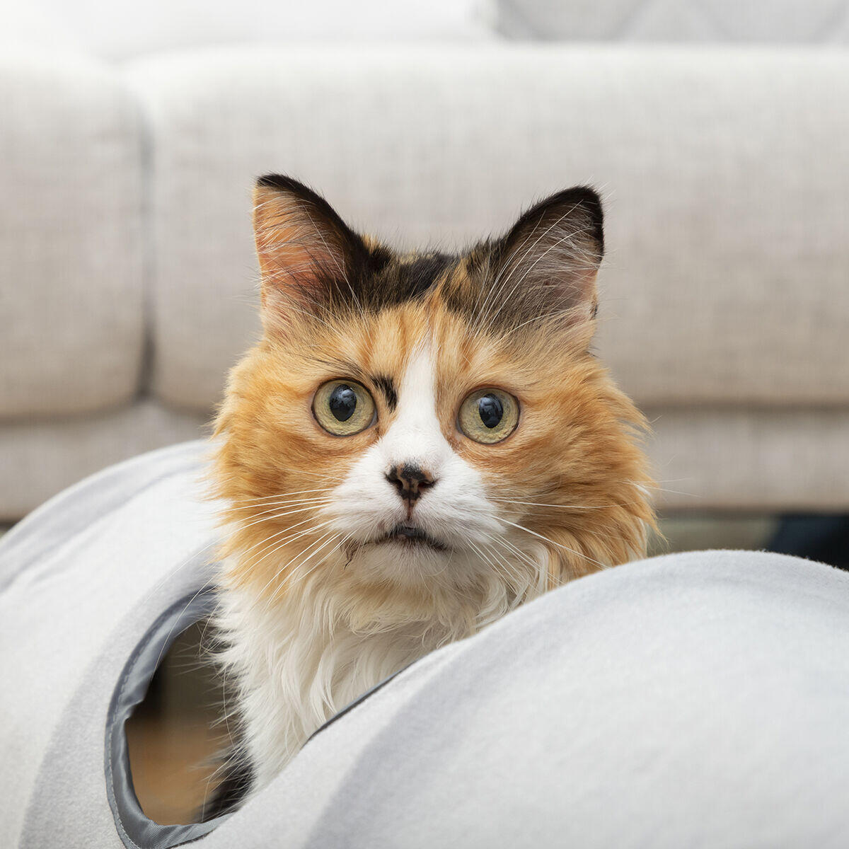 PawTunnel