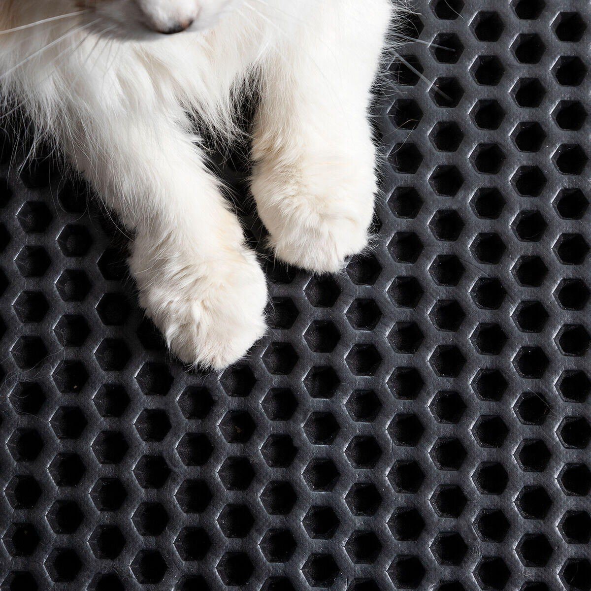 PawSand