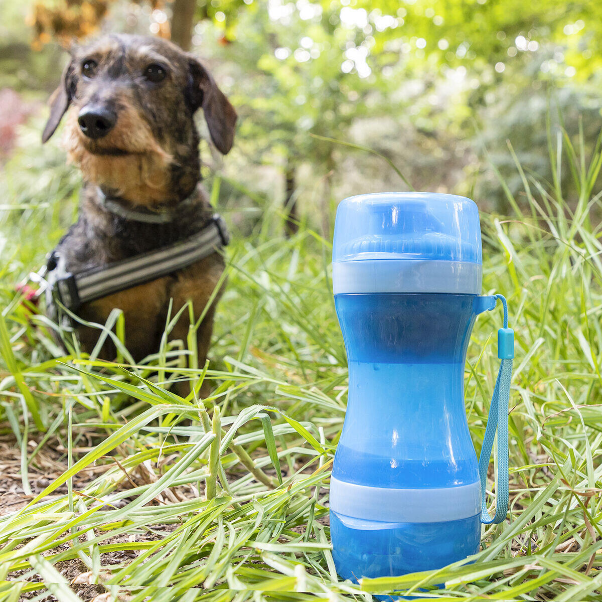 PawFood&Water