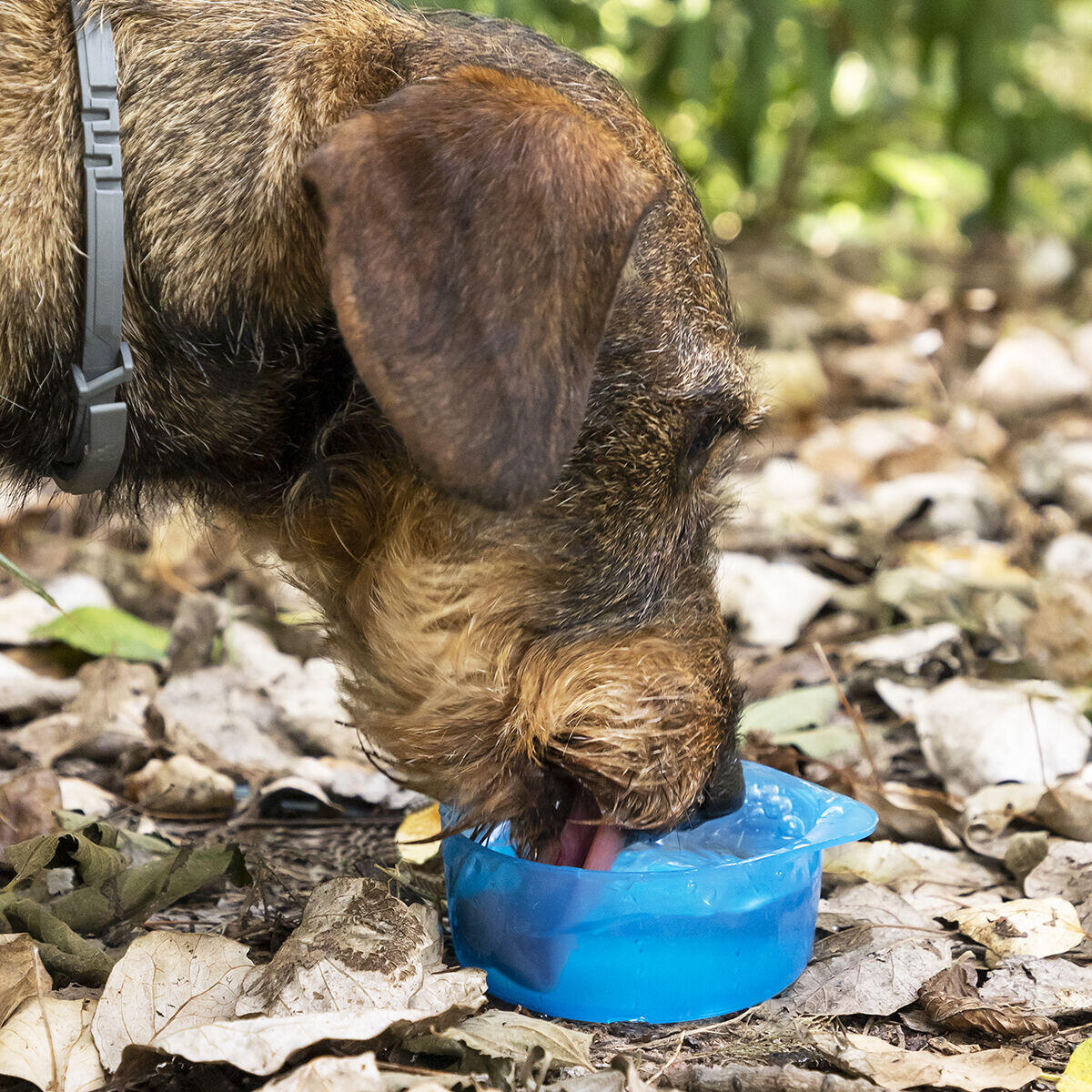 PawFood&Water