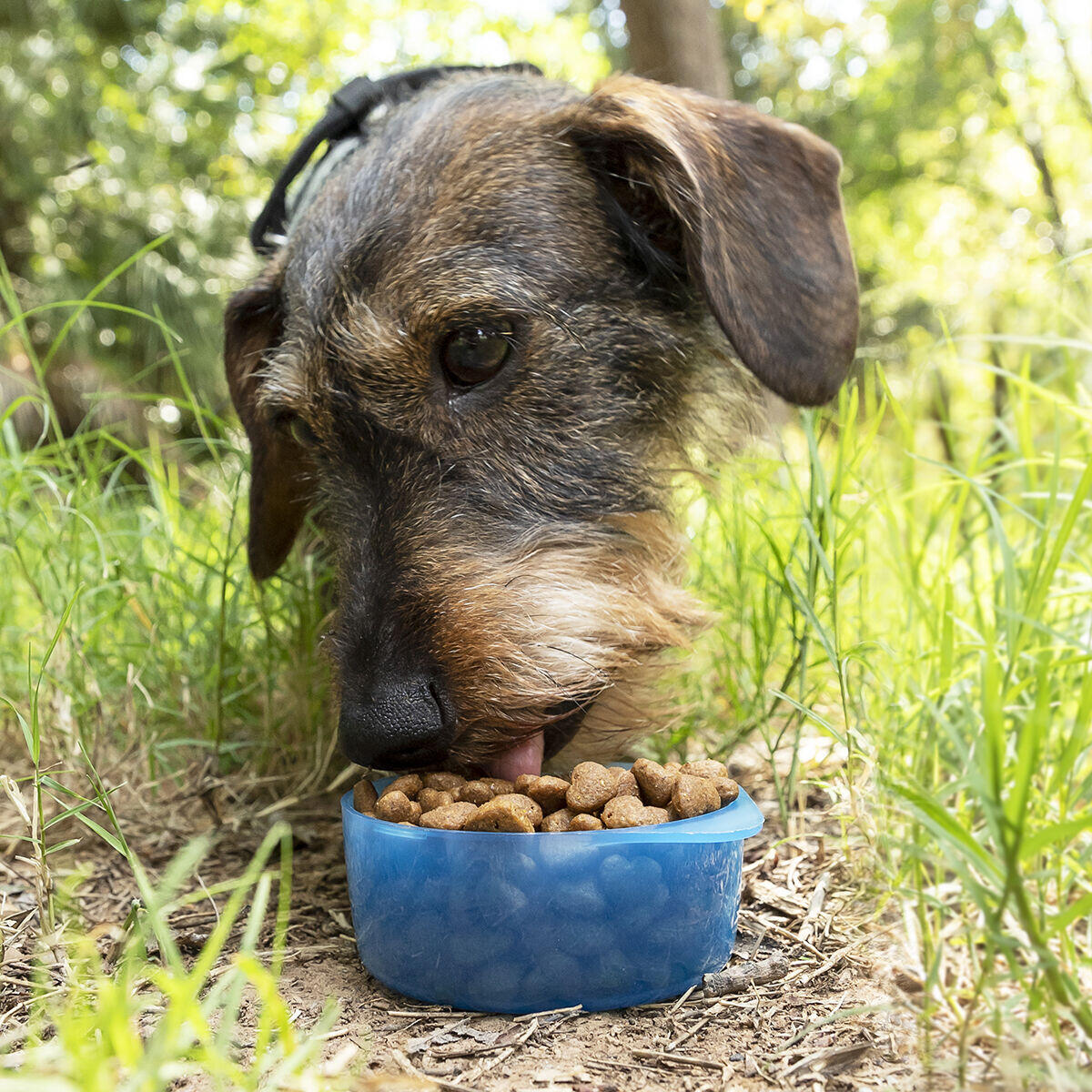 PawFood&Water