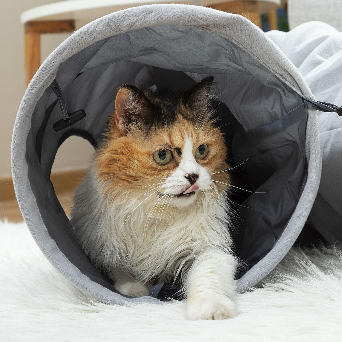 PawTunnel